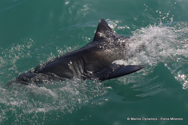 Great White shark, South Africa 